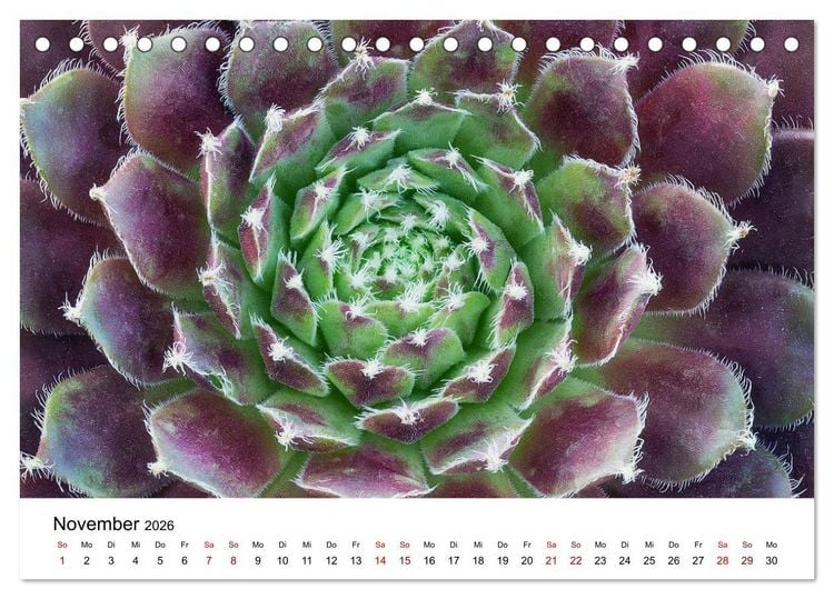 Produktbild: Sukkulenten Galerie (Tischkalender 2026 DIN A5 quer), CALVENDO Monatskalender