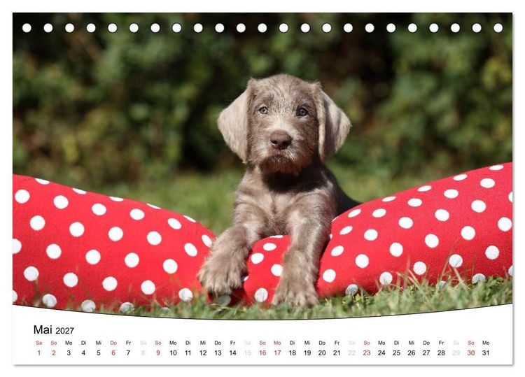 Produktbild: Welpen - Puppies (Tischkalender 2027 DIN A5 quer), CALVENDO Monatskalender