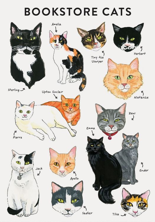 Produktbild: Bibliophile Flexi Journal: Bookstore Cats