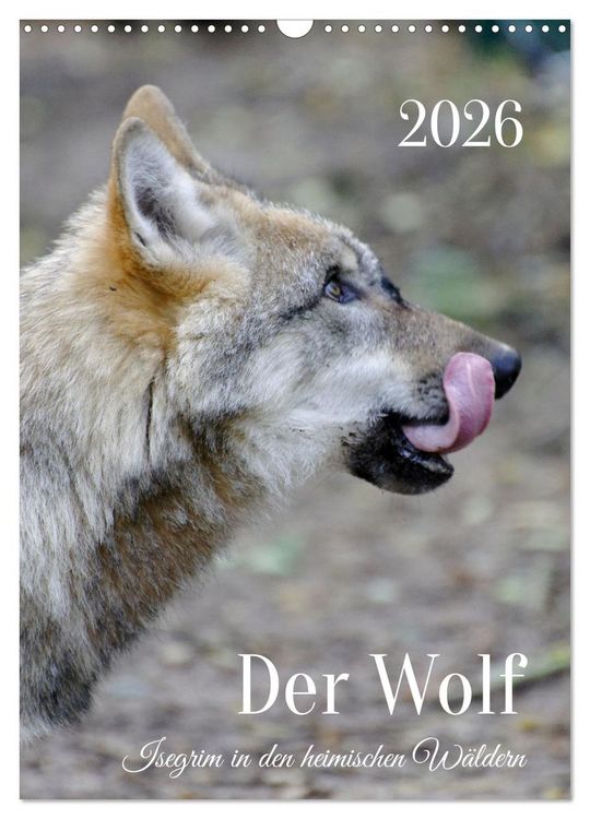 Produktbild: Der Wolf - Isegrim in den heimischen W&auml;ldern - Kalender 2026 (Wandkalender 2026 DIN A3 hoch), CALVENDO Monatskalender
