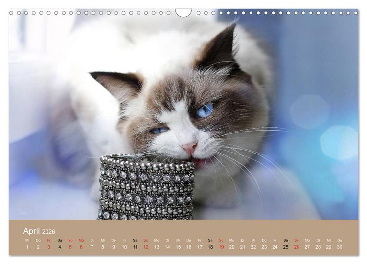 Produktbild: Verliebt in Ragdolls ... die sanfte Katzenrasse (Wandkalender 2026 DIN A3 quer), CALVENDO Monatskalender
