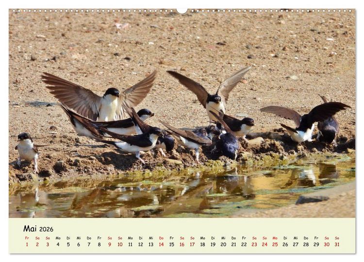 Produktbild: Faszination Zugv&ouml;gel - Rekorde in der Vogelwelt (Wandkalender 2026 DIN A2 quer), CALVENDO Monatskalender