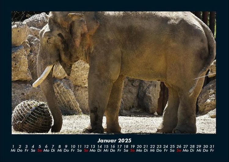 Produktbild: Elefanten - Die sanften Riesen Afrikas 2025 Fotokalender DIN A4
