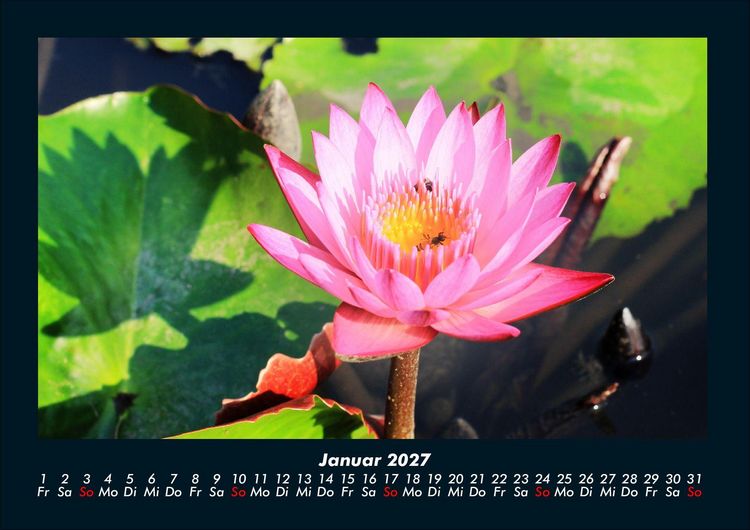 Produktbild: Blumenzauber 2027 Fotokalender DIN A4