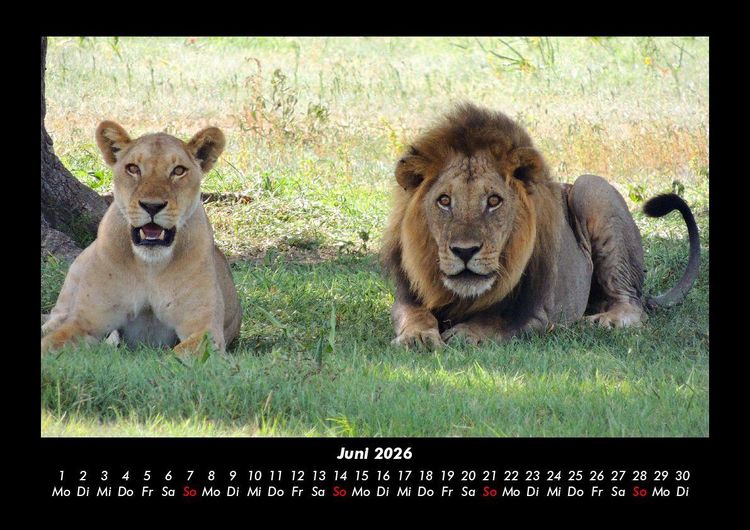 Produktbild: L&ouml;wen in der Wildnis 2026 Fotokalender DIN A3