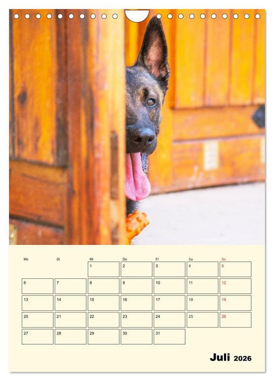 Produktbild: Familienplaner Tausendsassa Malinois (Wandkalender 2026 DIN A4 hoch), CALVENDO Monatskalender