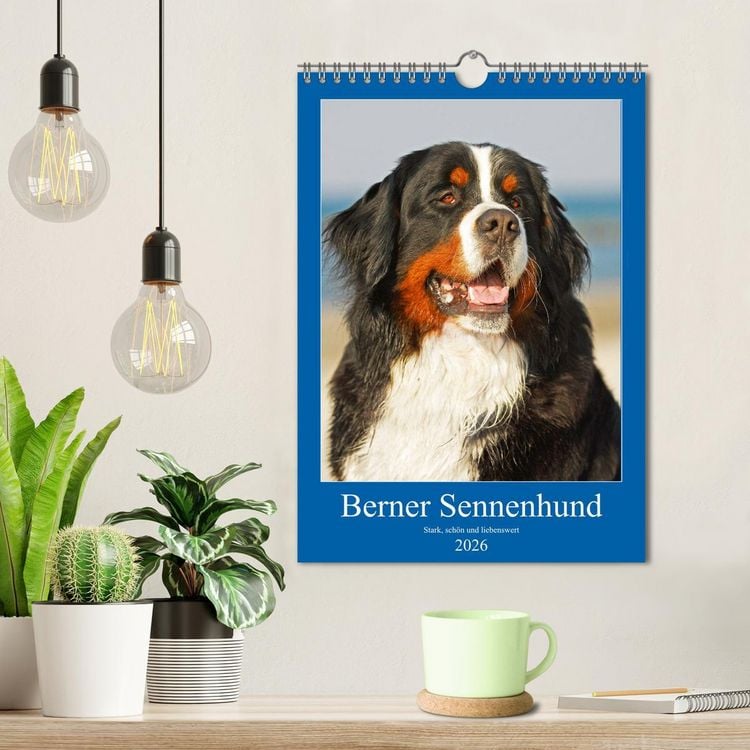 Produktbild: Berner Sennenhund - stark , sch&ouml;n und liebenswert (Wandkalender 2026 DIN A4 hoch), CALVENDO Monatskalender