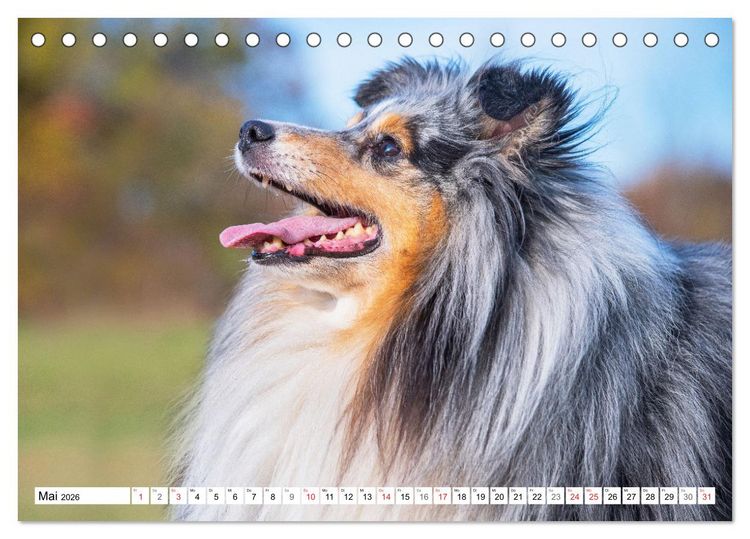 Produktbild: H&uuml;tehund der Shetland Inseln - Shetland Sheepdog (Tischkalender 2026 DIN A5 quer), CALVENDO Monatskalender