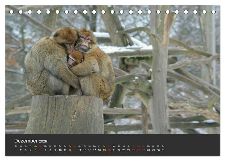 Produktbild: Tierpark-Gera (Tischkalender 2026 DIN A5 quer), CALVENDO Monatskalender