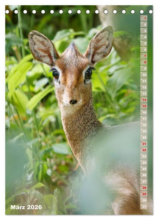 Produktbild: Safari hautnah - S&uuml;dliches und &ouml;stliches Afrika (Tischkalender 2026 DIN A5 hoch), CALVENDO Monatskalender