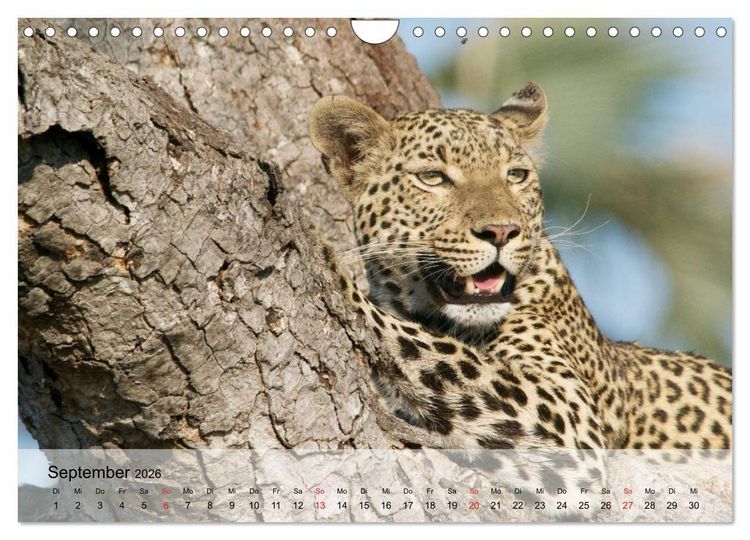 Produktbild: Leoparden. Elegante J&auml;ger (Wandkalender 2026 DIN A4 quer), CALVENDO Monatskalender