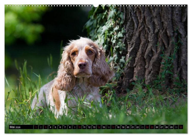 Produktbild: English Cocker Spaniel - Fr&ouml;hliche Gesellen (Wandkalender 2026 DIN A2 quer), CALVENDO Monatskalender
