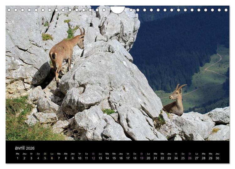 Produktbild: Bouquetins des Alpes (Calendrier mural 2026 DIN A4 vertical), CALVENDO calendrier mensuel