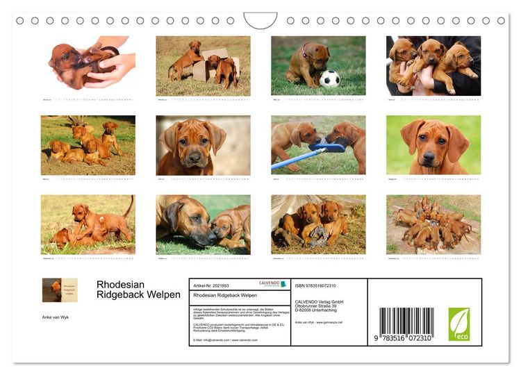 Produktbild: Rhodesian Ridgeback Welpen (Wandkalender 2026 DIN A4 quer), CALVENDO Monatskalender