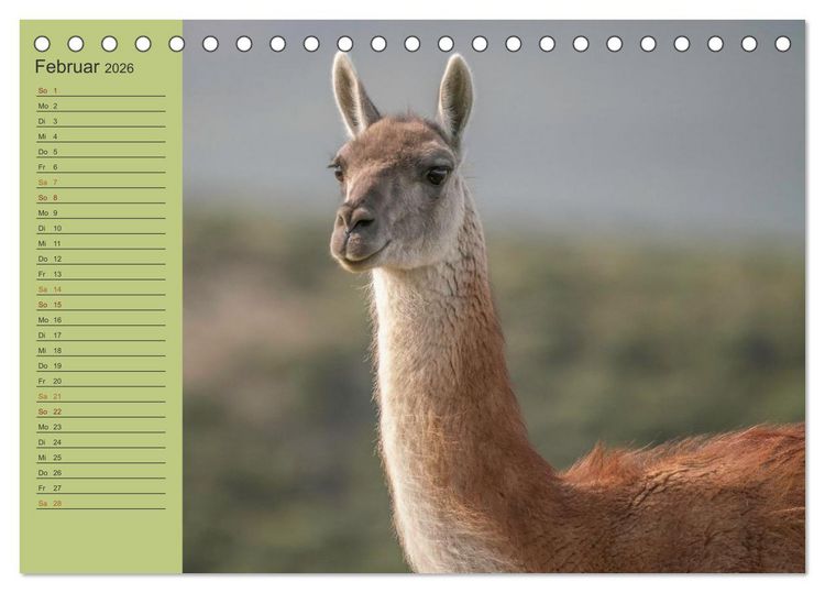 Produktbild: Wildlife S&uuml;damerika (Tischkalender 2026 DIN A5 quer), CALVENDO Monatskalender