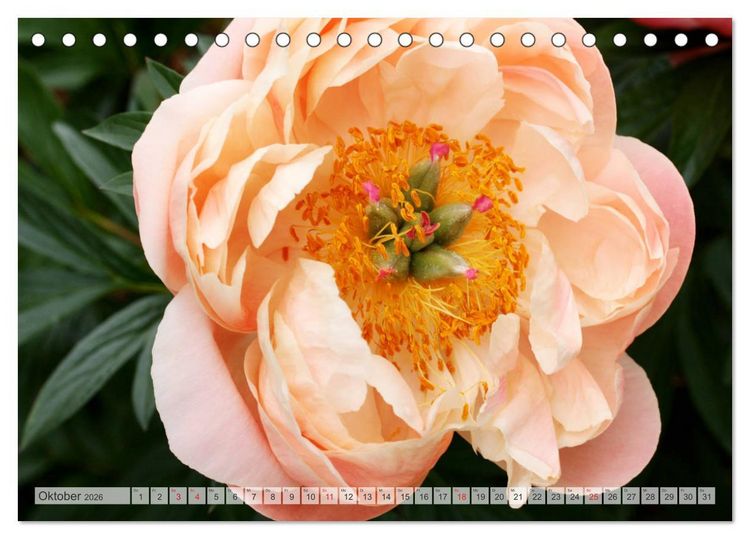 Produktbild: PFINGSTROSEN Rosen ohne Dornen (Tischkalender 2026 DIN A5 quer), CALVENDO Monatskalender