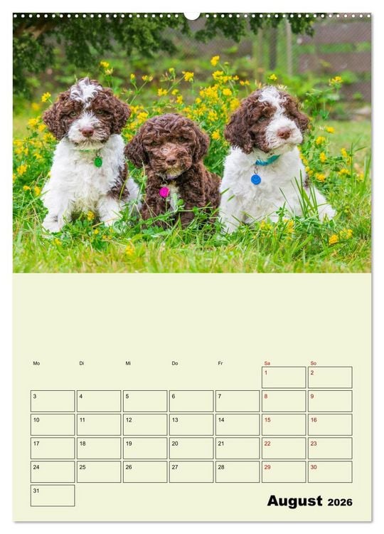 Produktbild: Lagotto Romagnolo - Der Tr&uuml;ffelhund Italiens - Planer (hochwertiger Premium Wandkalender 2026 DIN A2 hoch), Kunstdruck in Hochglanz