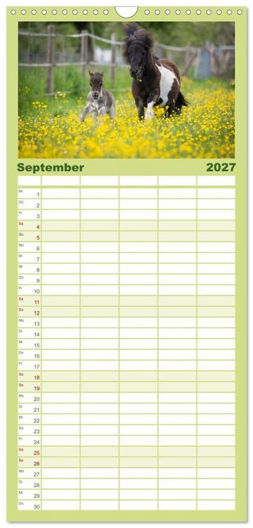 Produktbild: Familienplaner 2027 - Ponys. Herzensbrecher mit Grips mit 5 Spalten (Wandkalender, 21 x 45 cm) CALVENDO