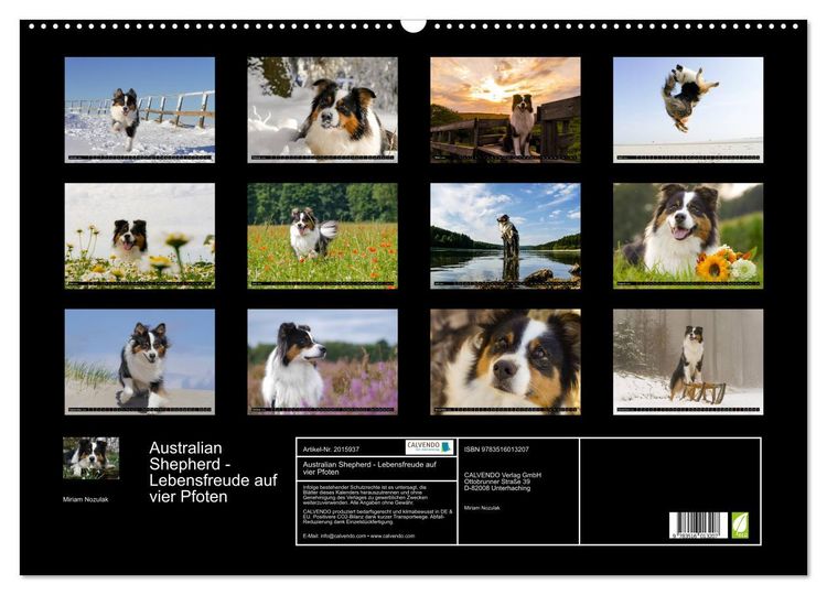 Produktbild: Australian Shepherd - Lebensfreude auf vier Pfoten (Wandkalender 2026 DIN A2 quer), CALVENDO Monatskalender