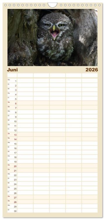 Produktbild: Familienplaner 2026 - Faszination Steinkauz mit 5 Spalten (Wandkalender, 21 x 45 cm) CALVENDO