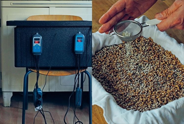 Produktbild: Fermentiert