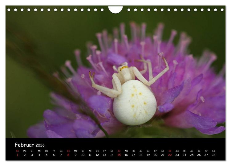 Produktbild: Heimische Spinnen (Wandkalender 2026 DIN A4 quer), CALVENDO Monatskalender