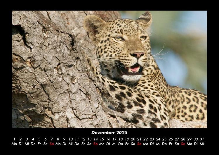 Produktbild: Tiere in der Wildnis 2025 Fotokalender DIN A3