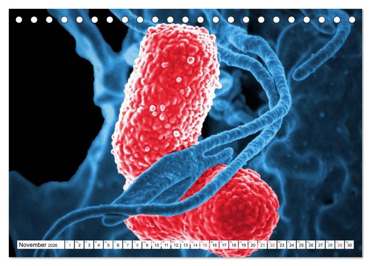 Produktbild: Mikrobiologie. Mikroorganismen, Genetik und Zellen (Tischkalender 2026 DIN A5 quer), CALVENDO Monatskalender