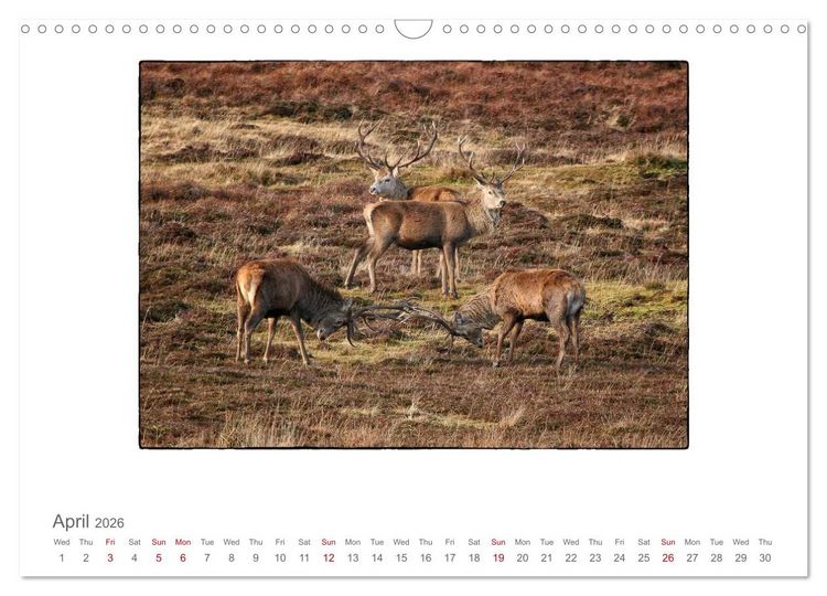 Produktbild: Wild Deer In The Highlands (Wall Calendar 2026 DIN A3 landscape), CALVENDO 12 Month Wall Calendar
