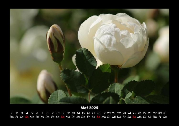 Produktbild: Blumentr&auml;ume 2025 Fotokalender DIN A3
