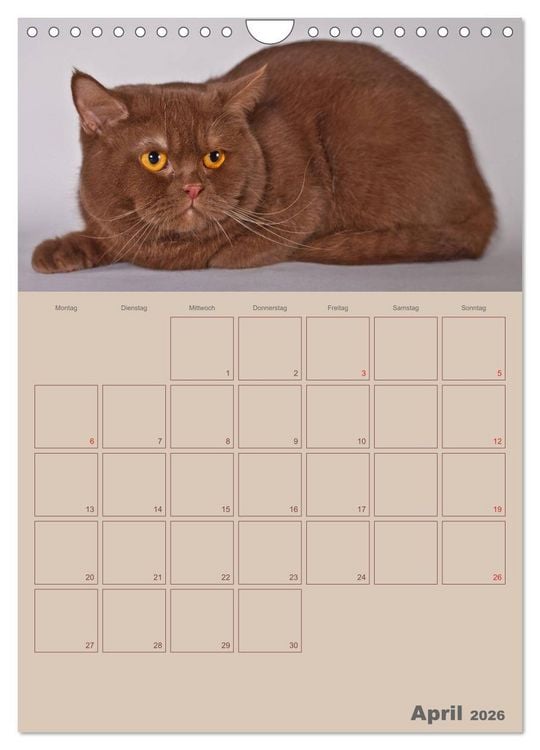 Produktbild: Britisch Kurzhaar Katzen - Planer (Wandkalender 2026 DIN A4 hoch), CALVENDO Monatskalender