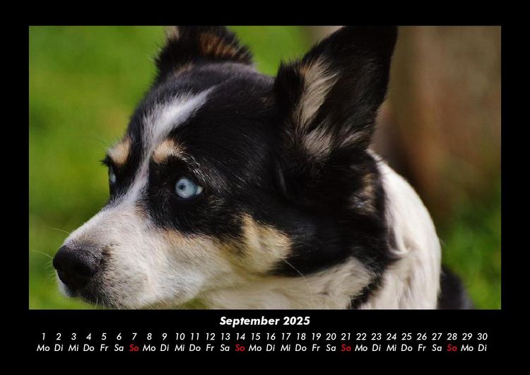 Produktbild: Welpen 2025 Fotokalender DIN A3