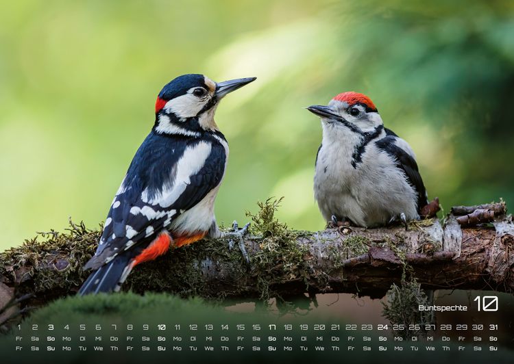 Produktbild: Waldtiere - Heimische Waldbewohner - Der Tierkalender - 2027 - Kalender DIN A2