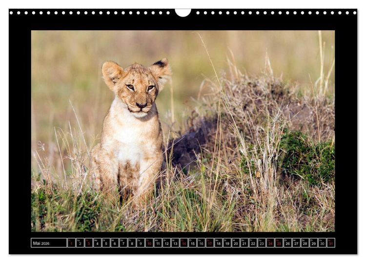 Produktbild: Afrikas Katzen (Wandkalender 2026 DIN A3 quer), CALVENDO Monatskalender