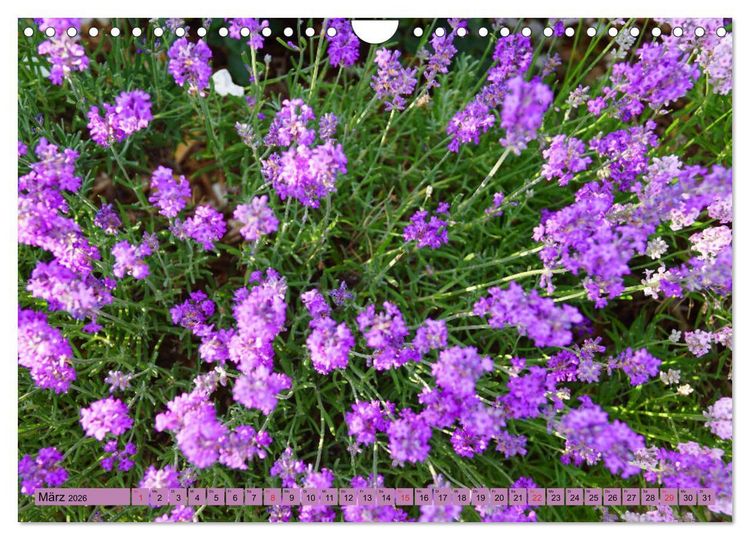 Produktbild: Farbzauber Lavendel (Wandkalender 2026 DIN A4 quer), CALVENDO Monatskalender