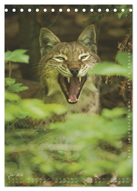 Produktbild: Luchs (Tischkalender 2026 DIN A5 hoch), CALVENDO Monatskalender