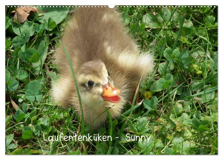 Produktbild: Laufentenk&uuml;ken - Sunny (Wandkalender 2026 DIN A2 quer), CALVENDO Monatskalender