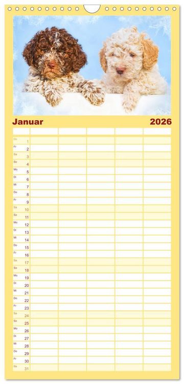Produktbild: Familienplaner 2026 - Lagotto Romagnolo - der Tr&uuml;ffelhund Italiens mit 5 Spalten (Wandkalender, 21 x 45 cm) CALVENDO