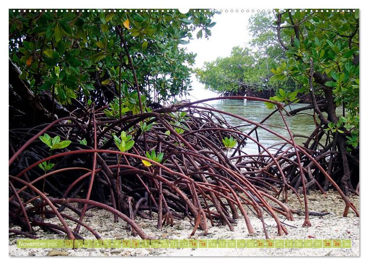 Produktbild: Mangroves - Valuable Habitat (High Quality Premium Wall Calendar 2026 DIN A2 landscape),CALVENDO 12 Month Wall Calendar