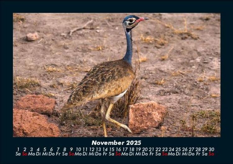 Produktbild: Vogelparadies 2025 Fotokalender DIN A5