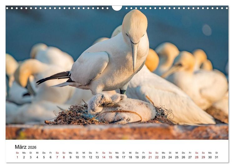 Produktbild: HELGOLAND: Nordseeinsel, sch&ouml;ner Ferienort (Wandkalender 2026 DIN A3 quer), CALVENDO Monatskalender