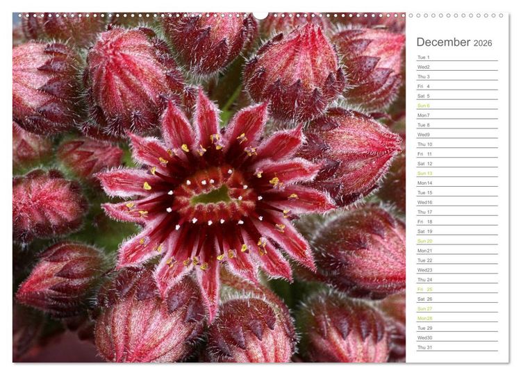 Produktbild: Sempervivum Fascinating Succulents (High Quality Premium Wall Calendar 2026 DIN A2 landscape),CALVENDO 12 Month Wall Calendar