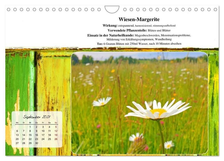 Produktbild: Gesundheit vor deiner Haust&uuml;re - Heilpflanzen am Alpenrand - Wirkung, Anwendungsbereiche und Teezubereitung (Wandkalender 2027 DIN A4 quer), CALVENDO Monatskalender