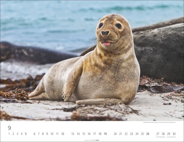 Produktbild: Heimische Wildtiere Kalender 2027