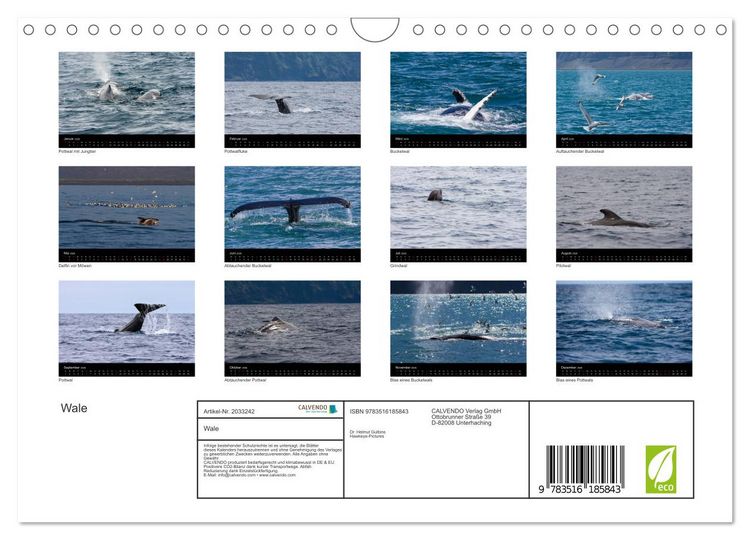 Produktbild: Wale (Wandkalender 2026 DIN A4 quer), CALVENDO Monatskalender