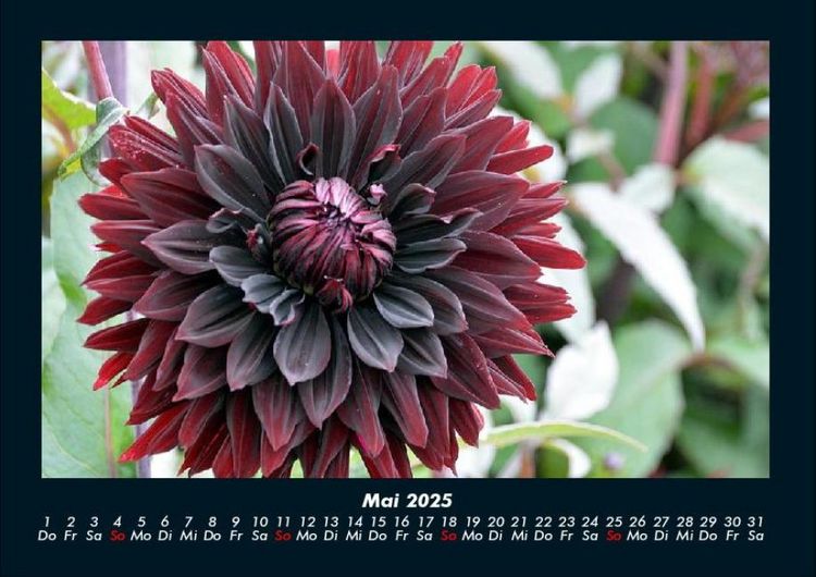 Produktbild: Blumentr&auml;ume 2025 Fotokalender DIN A4