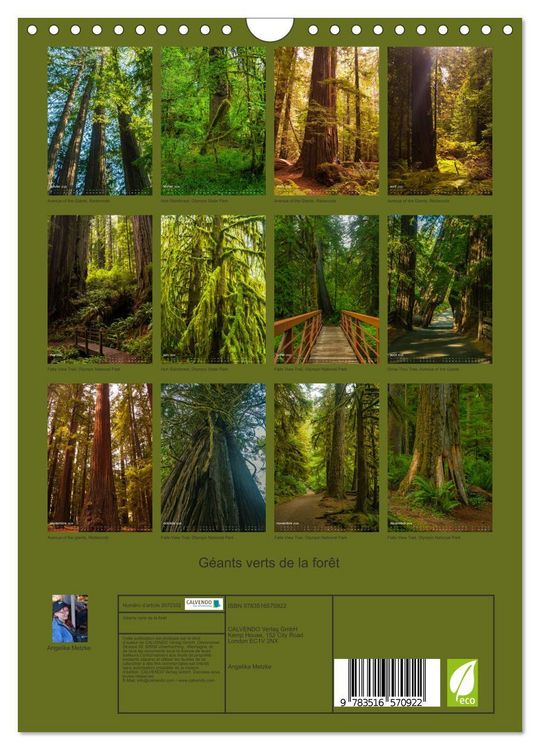 Produktbild: G&eacute;ants verts de la for&ecirc;t (Calendrier mural 2026 DIN A4 horizontal), CALVENDO calendrier mensuel