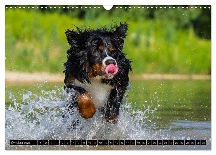Produktbild: Berner Sennenhunde in Action (Wandkalender 2026 DIN A3 quer), CALVENDO Monatskalender