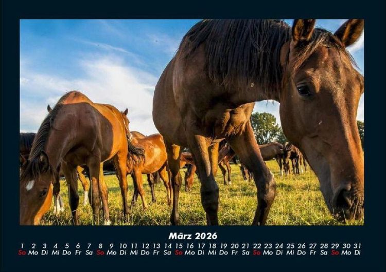 Produktbild: Pferdegefl&uuml;ster 2026 Fotokalender DIN A4
