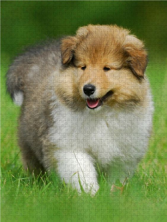 Produktbild: CALVENDO Puzzle Collie Welpe auf Entdeckungsreise 1000 Teile Lege-Gr&ouml;&szlig;e 48 x 64 cm Foto-Puzzle Bild von Sigrid Starick
